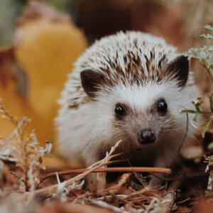 Tvoříme ježky a lišky 🦔🦊