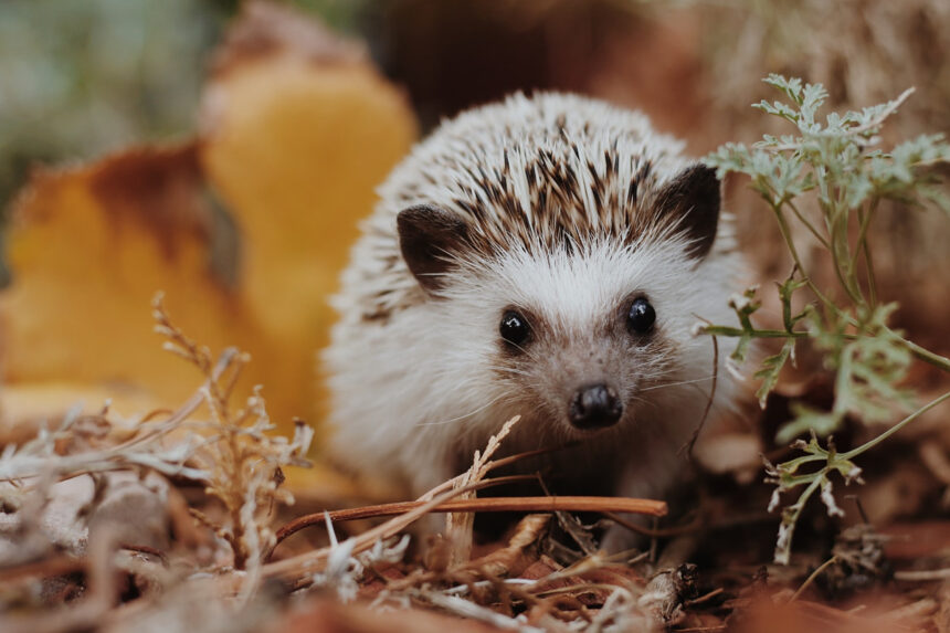 Tvoříme ježky a lišky 🦔🦊