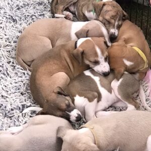 Pejsci ve školce 🐶🐕🦮
