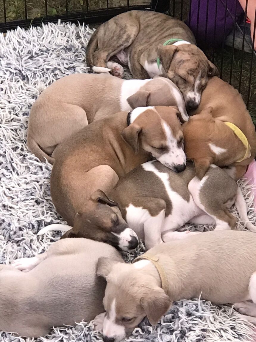Pejsci ve školce 🐶🐕🦮